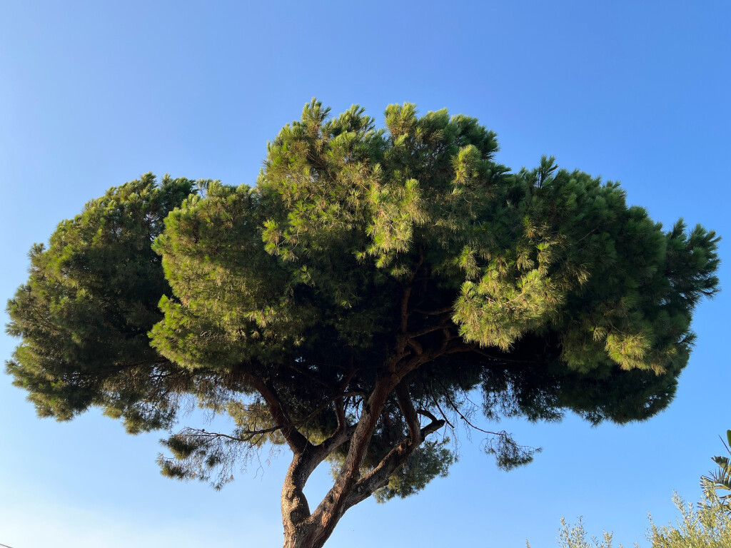Tree at Villa, Acireale, Sicily
